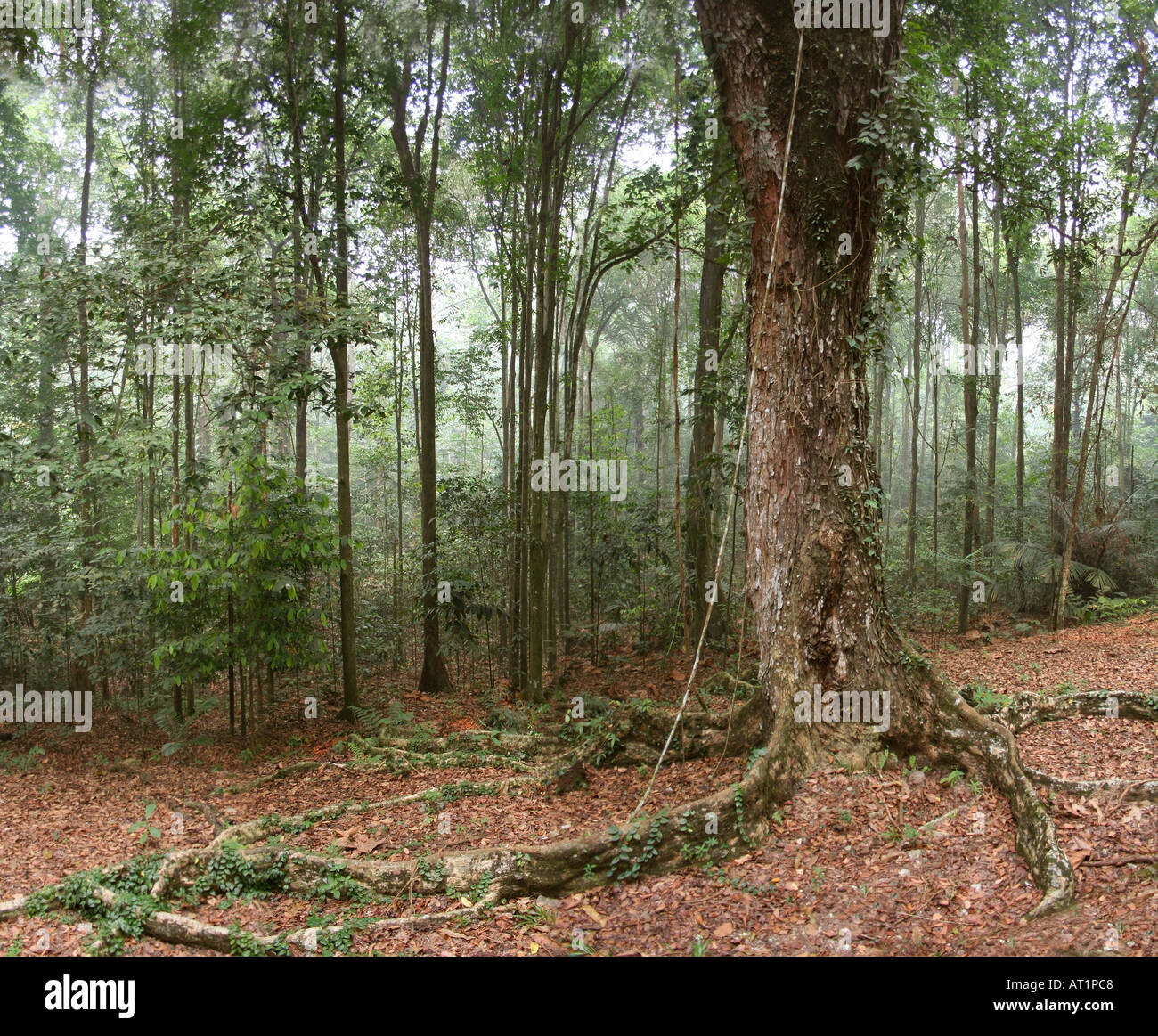 Les marges de la forêt tropicale en Malaisie Banque D'Images