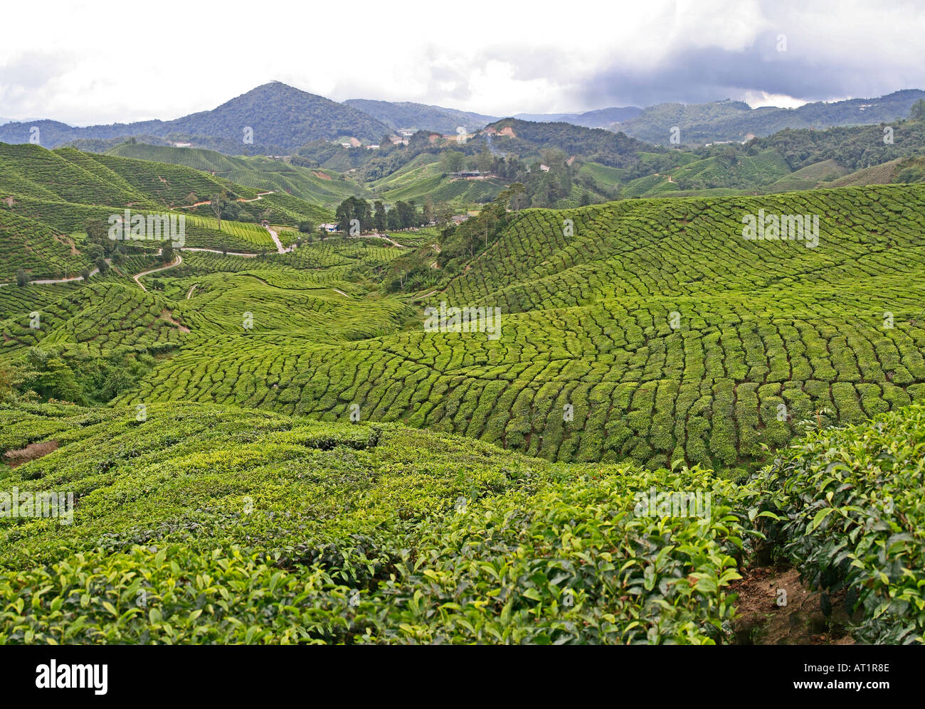 Plantation de thé, Cameron Highlands Malaisie Banque D'Images