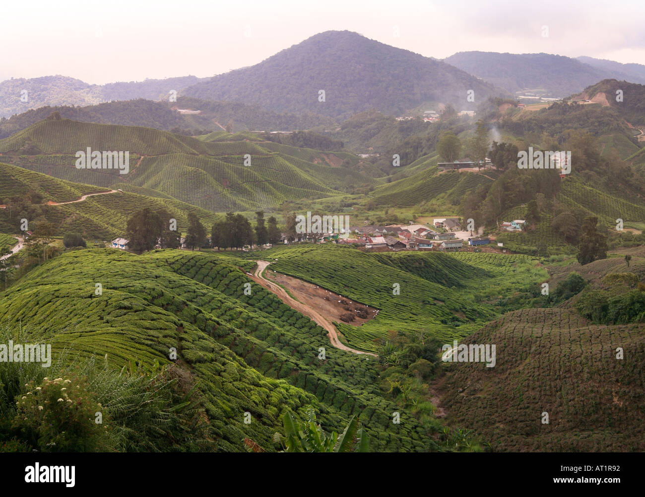 Plantation de thé, Cameron Highlands Malaisie Banque D'Images