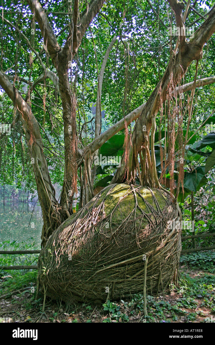 D'étrangler fig Ficus sp. La Malaisie, qui englobe les racines d'un grand rocher de pierre Banque D'Images
