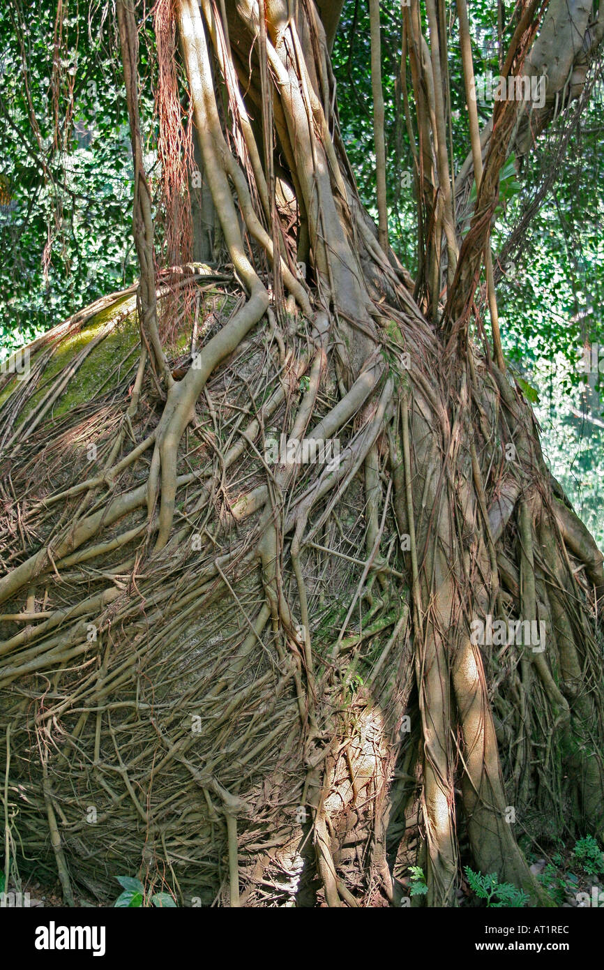 D'étrangler fig Ficus sp. La Malaisie, qui englobe les racines d'un grand rocher de pierre Banque D'Images