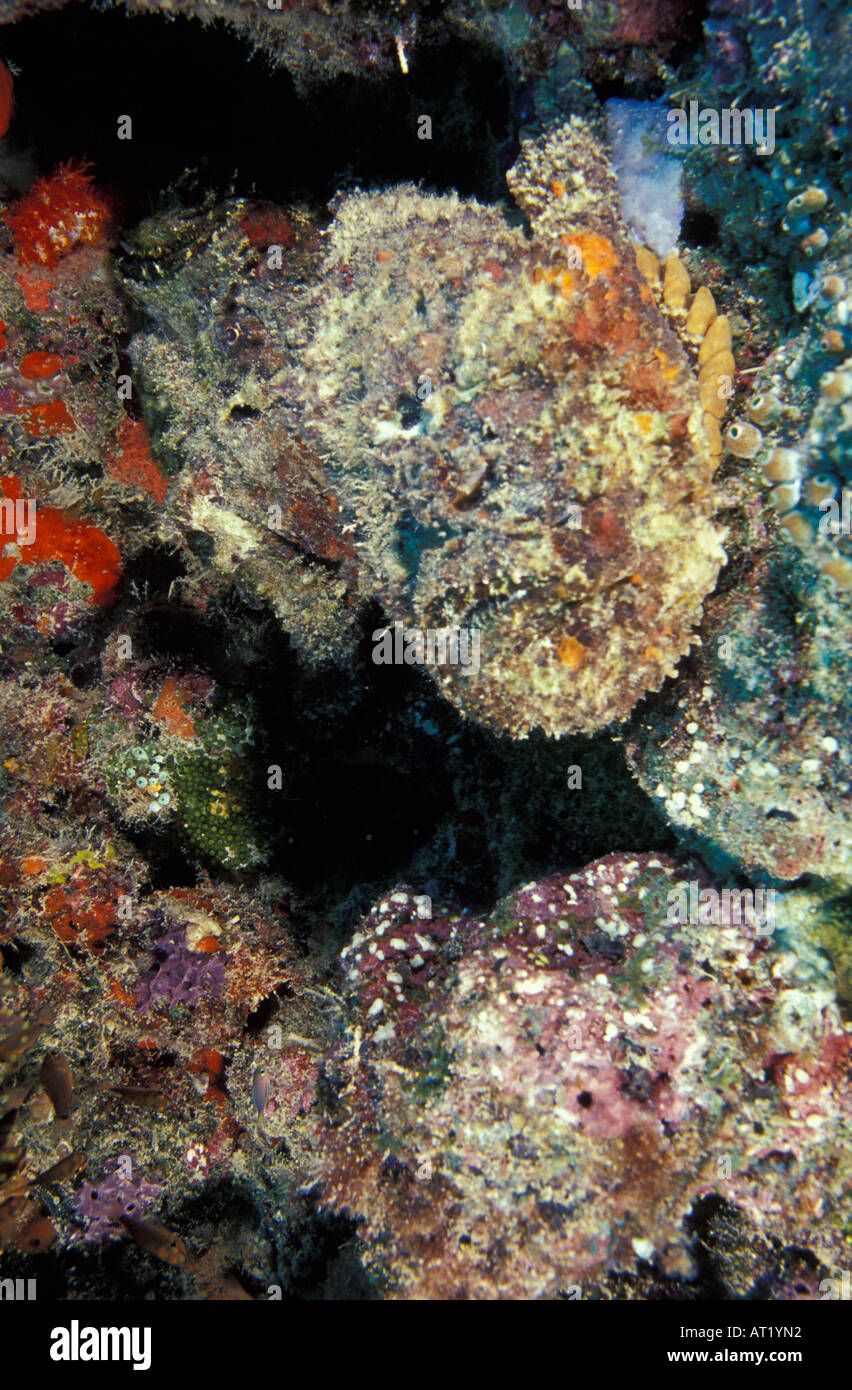 La Papouasie-Nouvelle-Guinée, Kavieng, Nusandaula camoflaged Reef, poisson-pierre sur récif coloré Banque D'Images