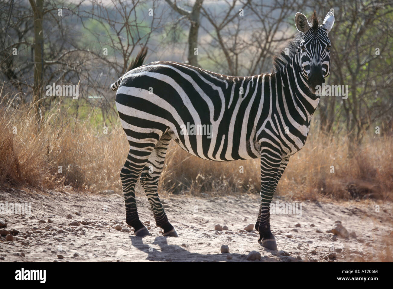 Wild zèbre dans le Parc National de Nechisar, Ethiopie Banque D'Images