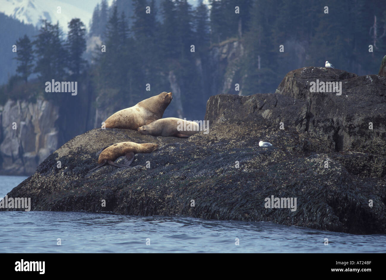 Les Lions de mer de Steller sur sortir Kenai Fjords National Park Alaska USA Banque D'Images