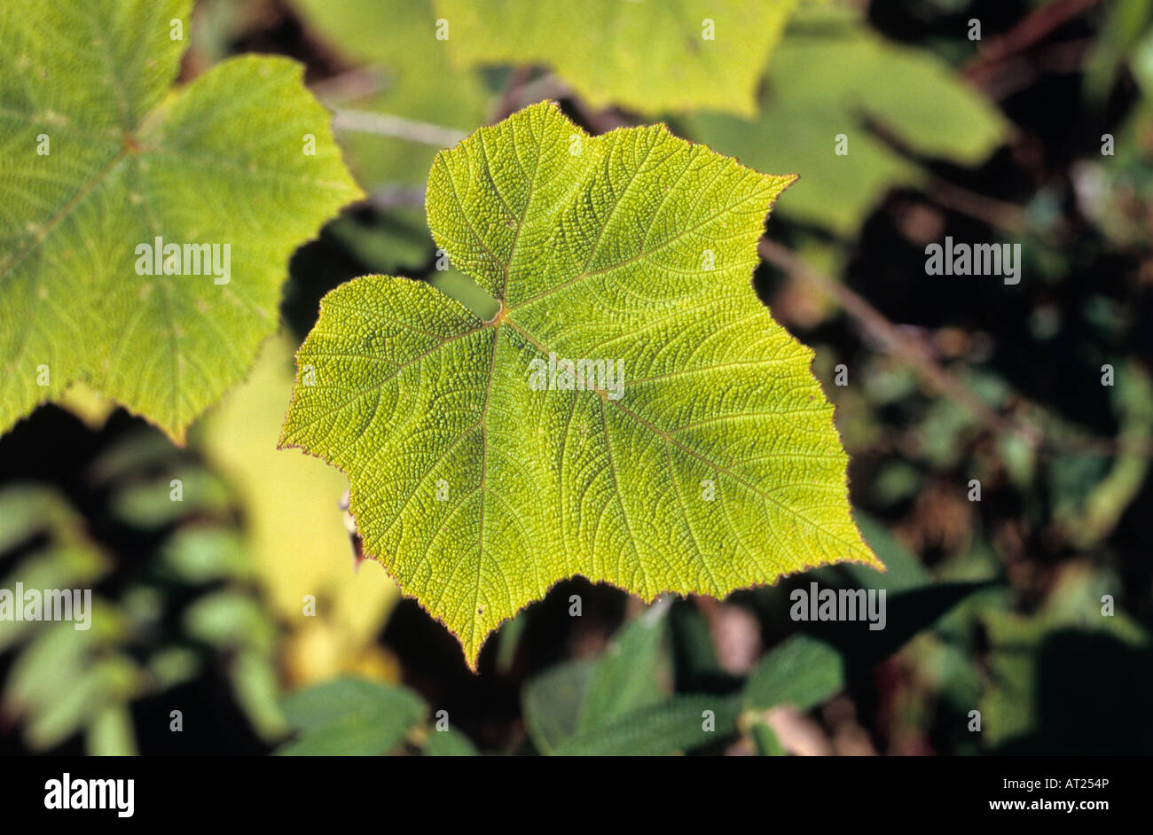 Feuille d'érable des montagnes de Manali Himalaya de l'Himachal Pradesh, Inde Banque D'Images
