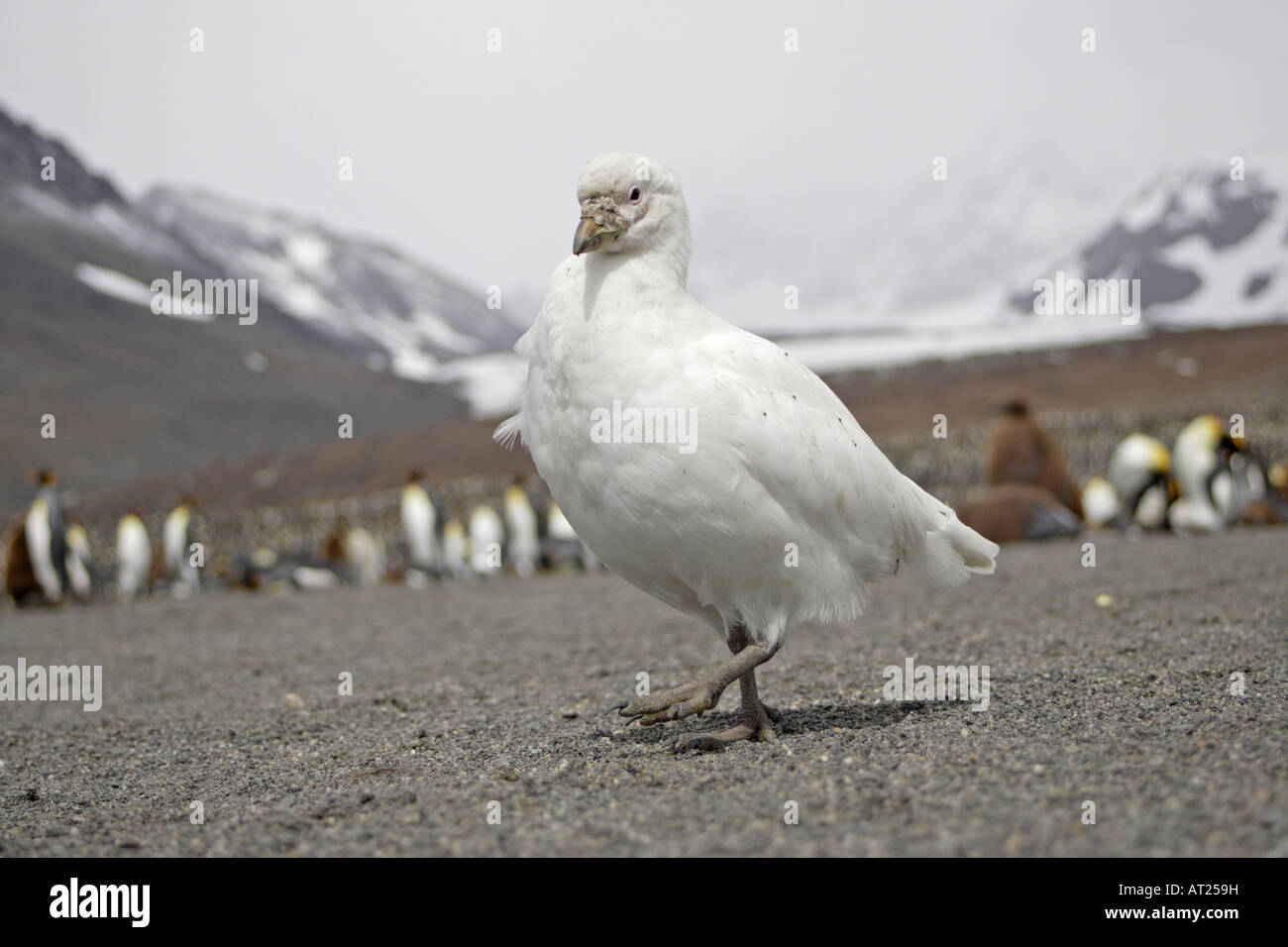 Sheathbill neigeux Géorgie du Sud Banque D'Images