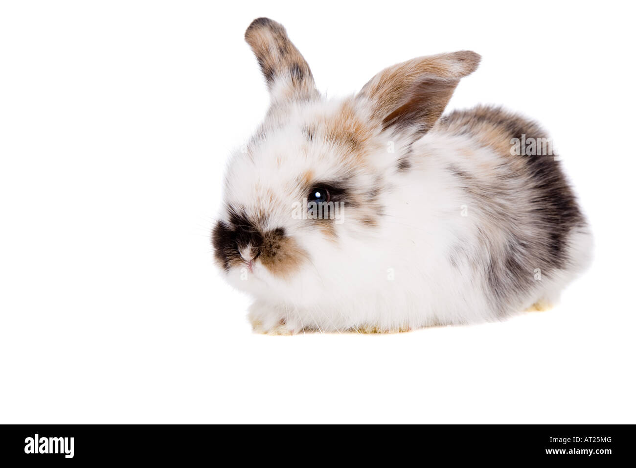 Mignon petit lapin de Pâques sur fond blanc Banque D'Images