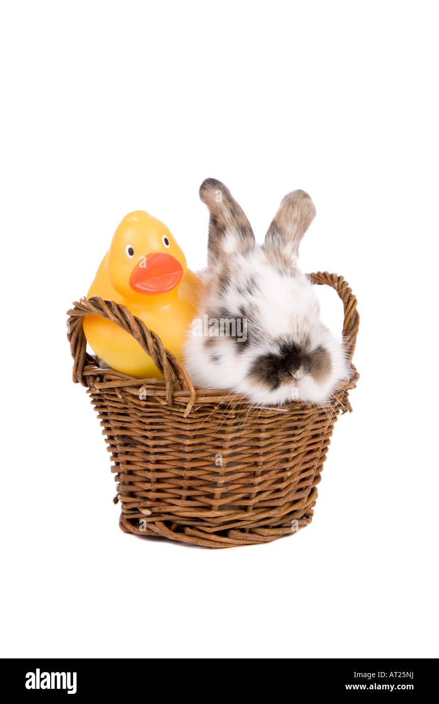 Mignon petit lapin de Pâques dans un panier avec baignoire duck Banque D'Images