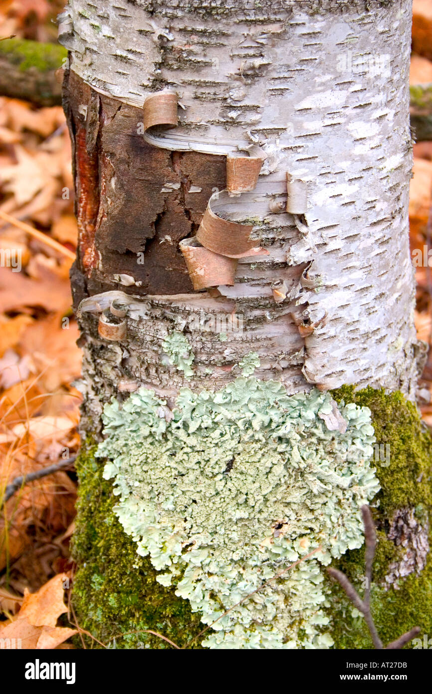 L'écorce et Peeling mousse verte sur un arbre du bouleau blanc. Cumberland Wisconsin WI USA Banque D'Images