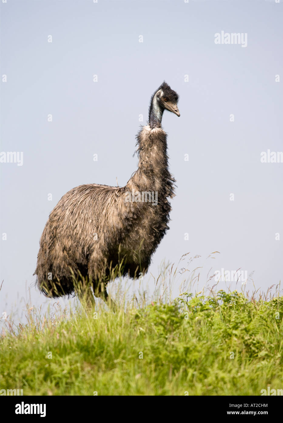 EMU Dromaius novaehollandiae Banque D'Images