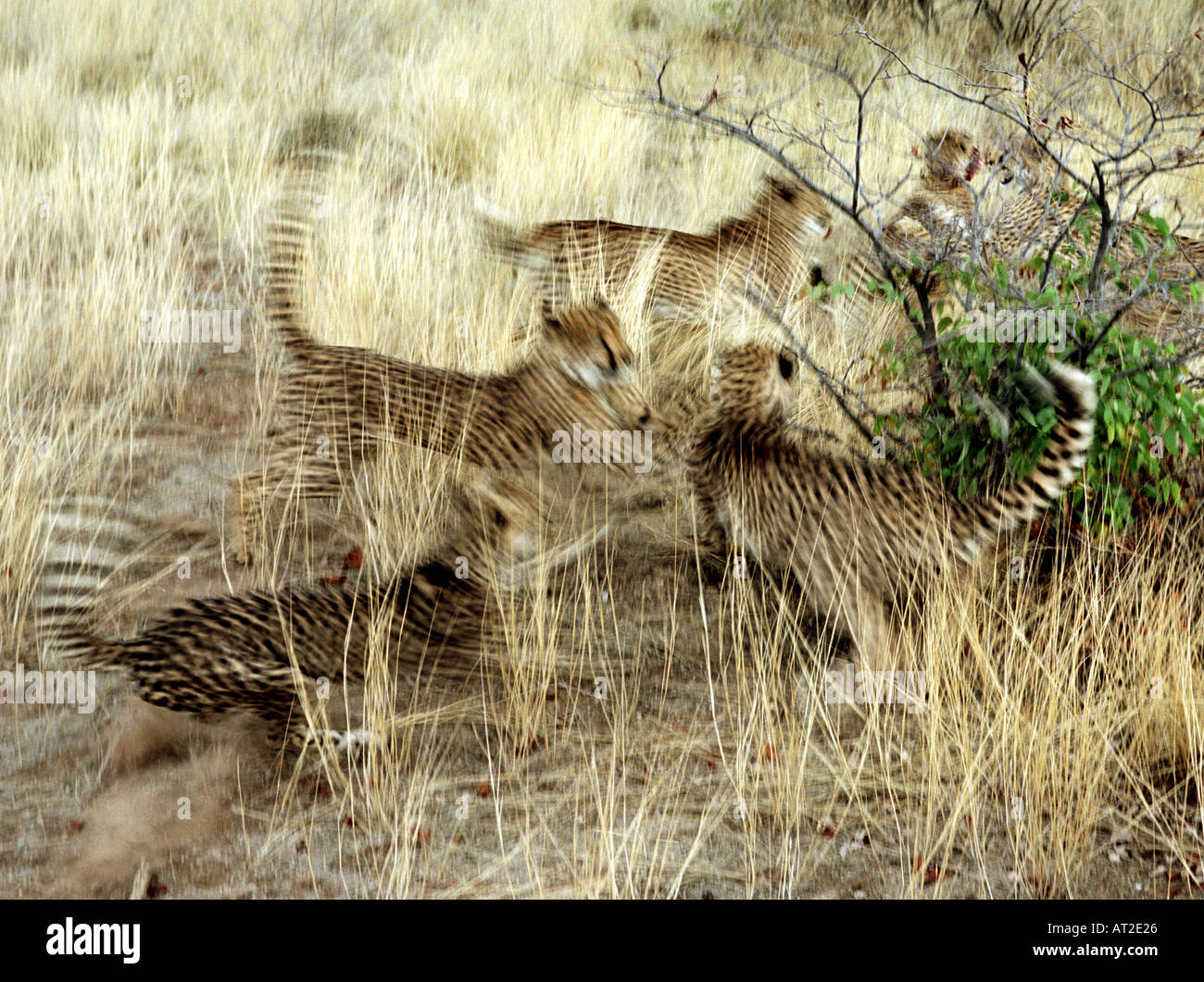 les cheetahs sauvés étant nourris en captivité semi-sauvage Banque D'Images