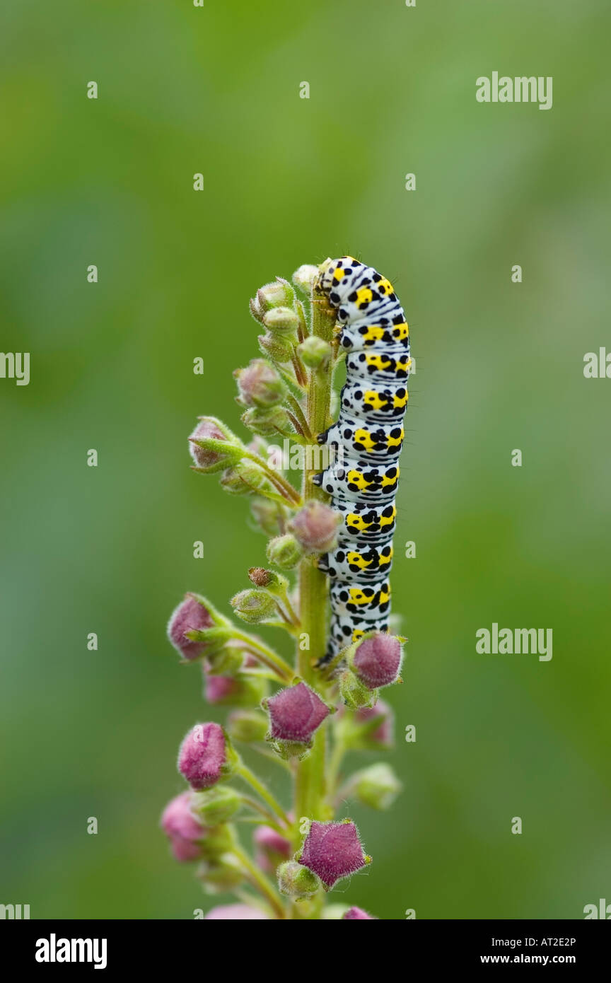 MULLEIN MOTH CATERPILLAR Banque D'Images