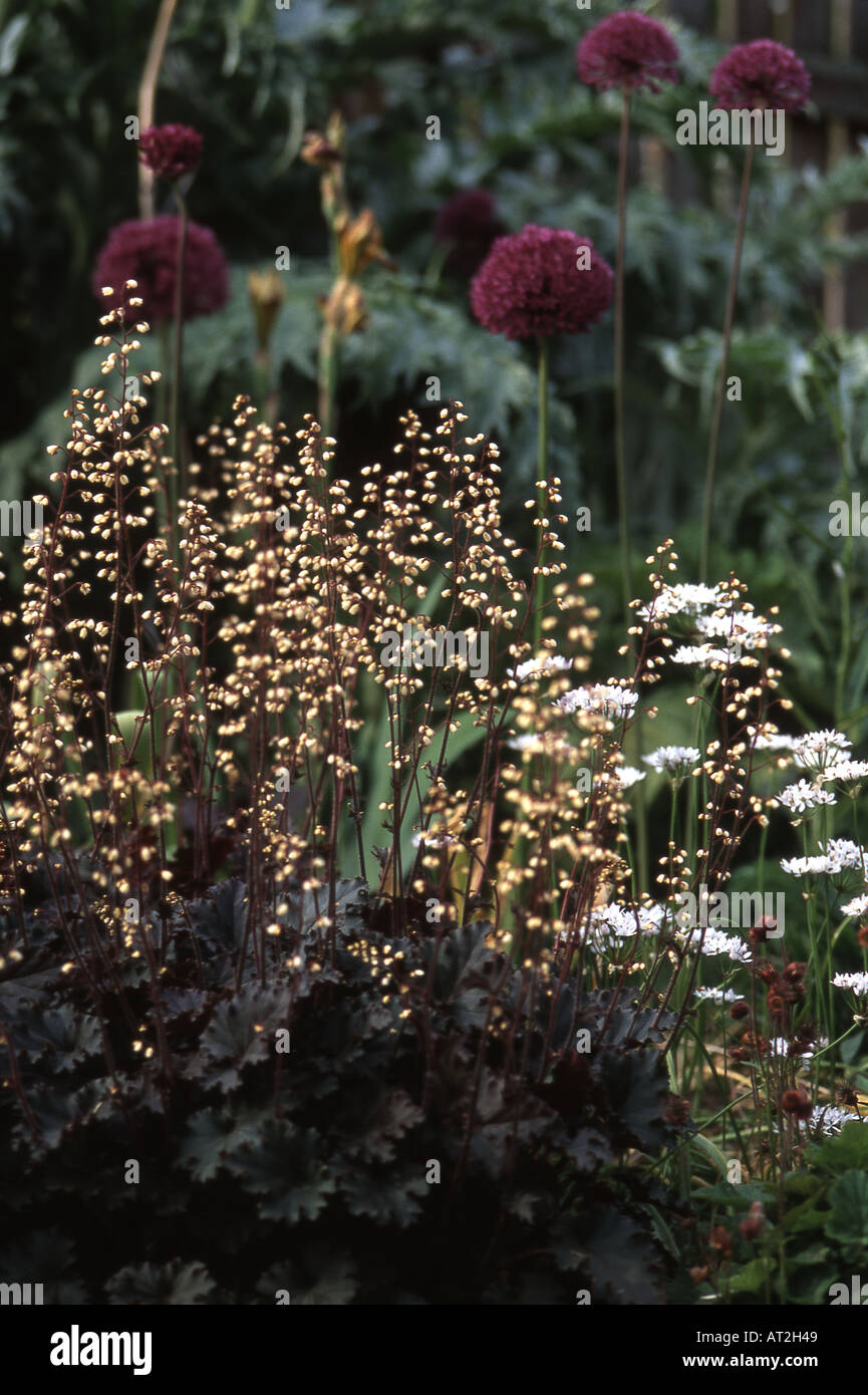 Combinaisons de plantation avec heuchera et allium Banque D'Images