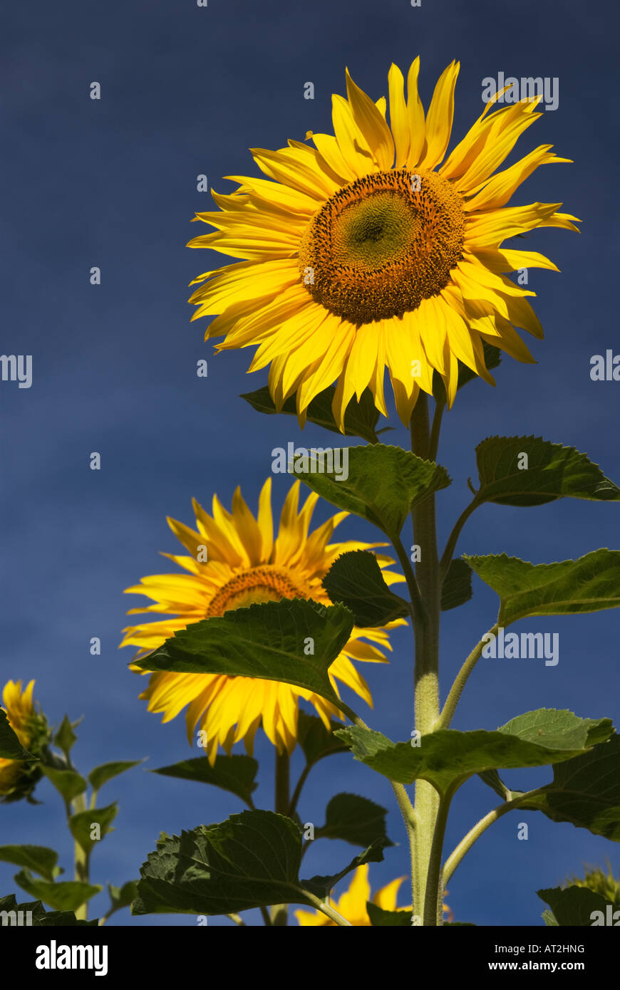 Tournesols jaunes debout contre un ciel bleu foncé dans un champ près de Oamaru, Otago, Nouvelle-Zélande Banque D'Images