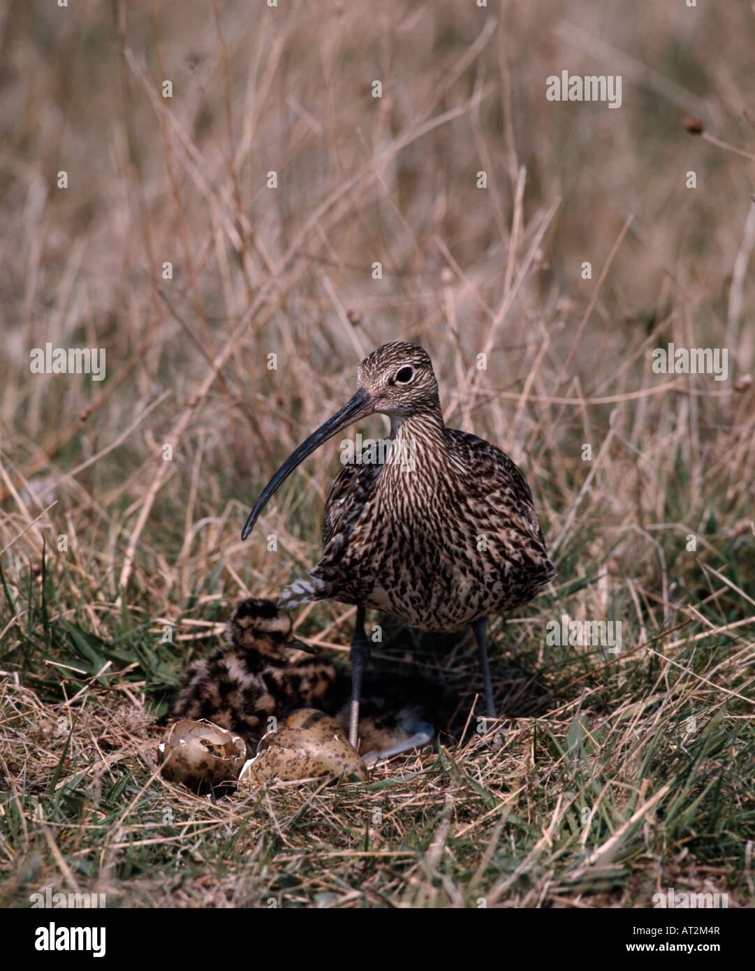 courlis-cendre-banque-de-photographies-et-d-images-haute-r-solution
