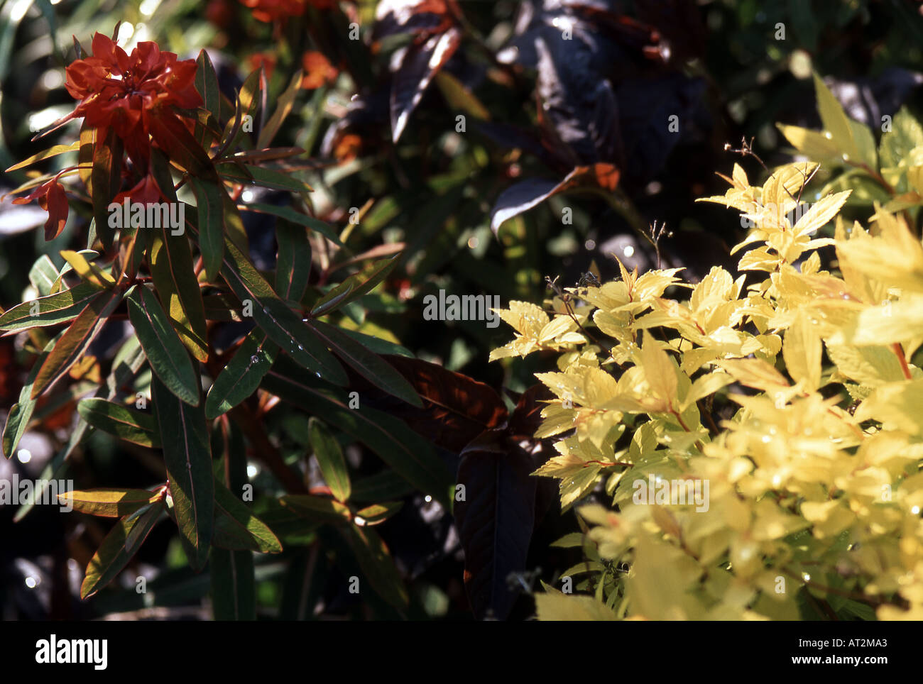 Combinaisons de plantation Banque D'Images