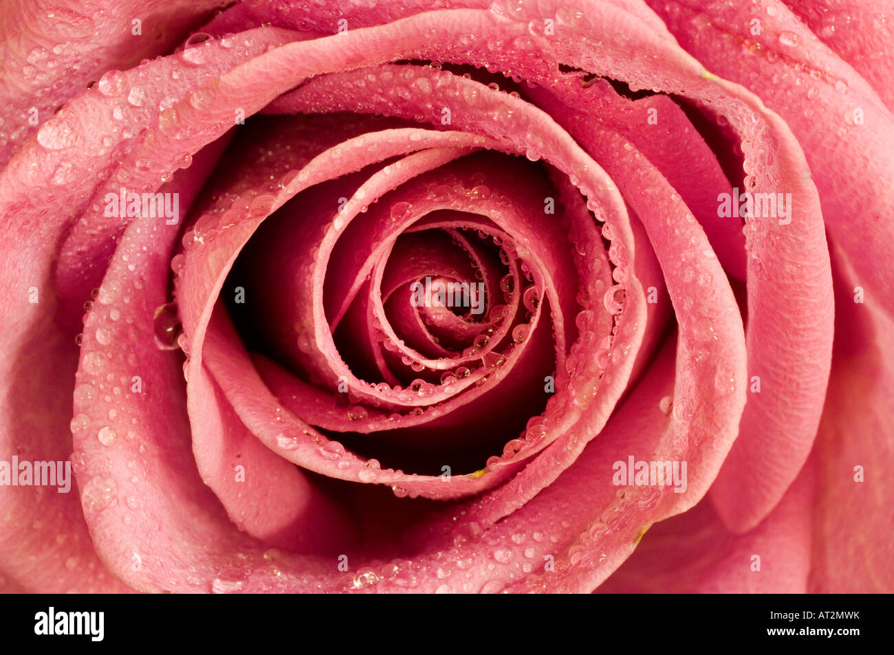 En gros plan des pétales de rose rose avec des gouttes d'eau Banque D'Images