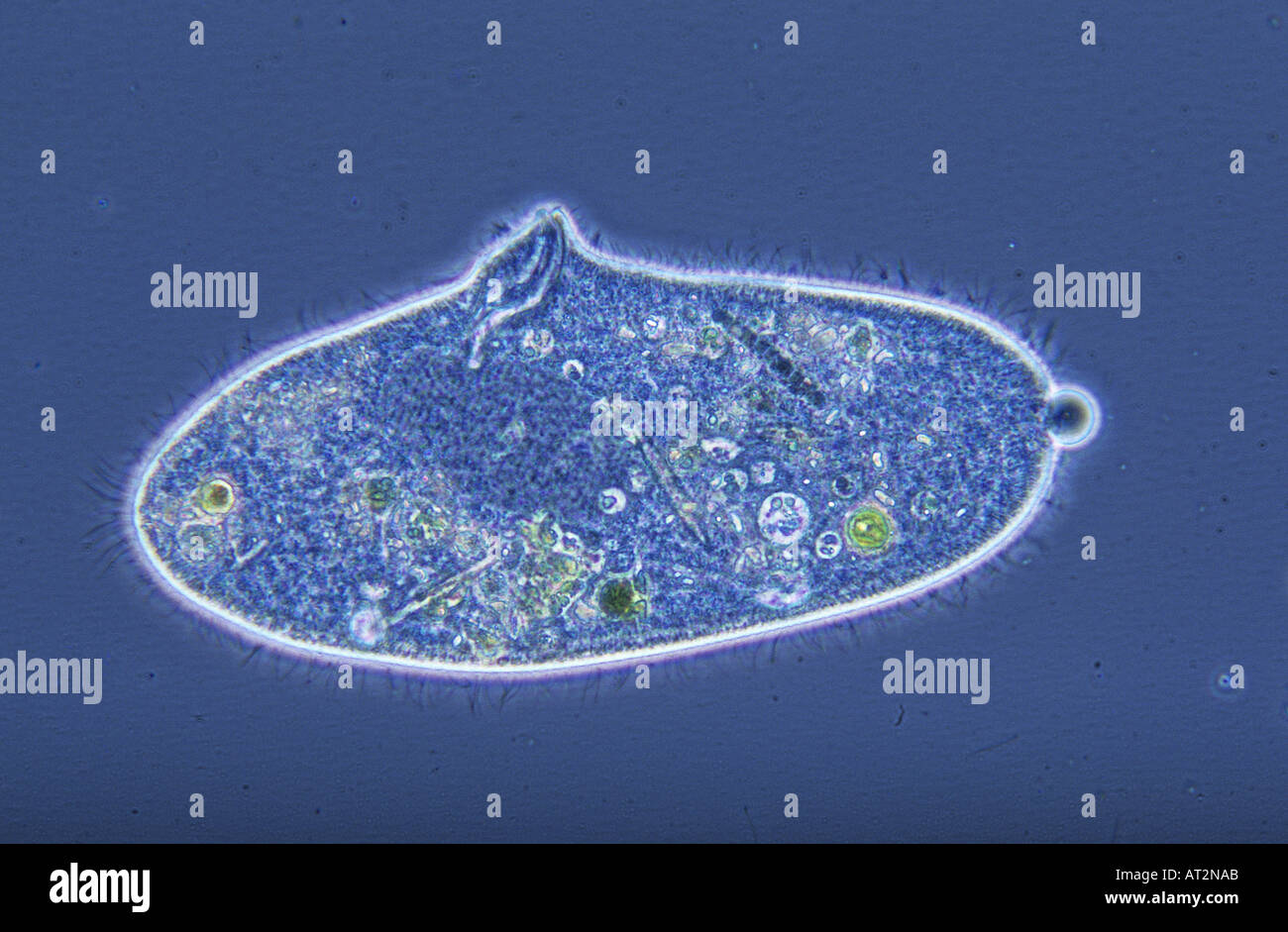 La microscopie optique Protozoaires Paramecium Ciliata Banque D'Images