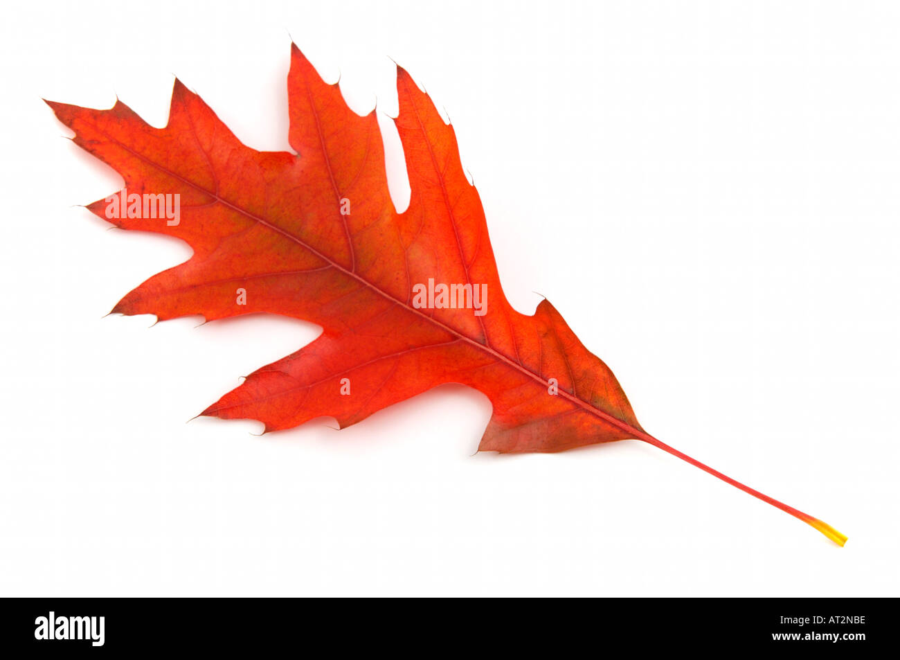 Seule la feuille de chêne rouge à l'automne sur fond blanc Banque D'Images
