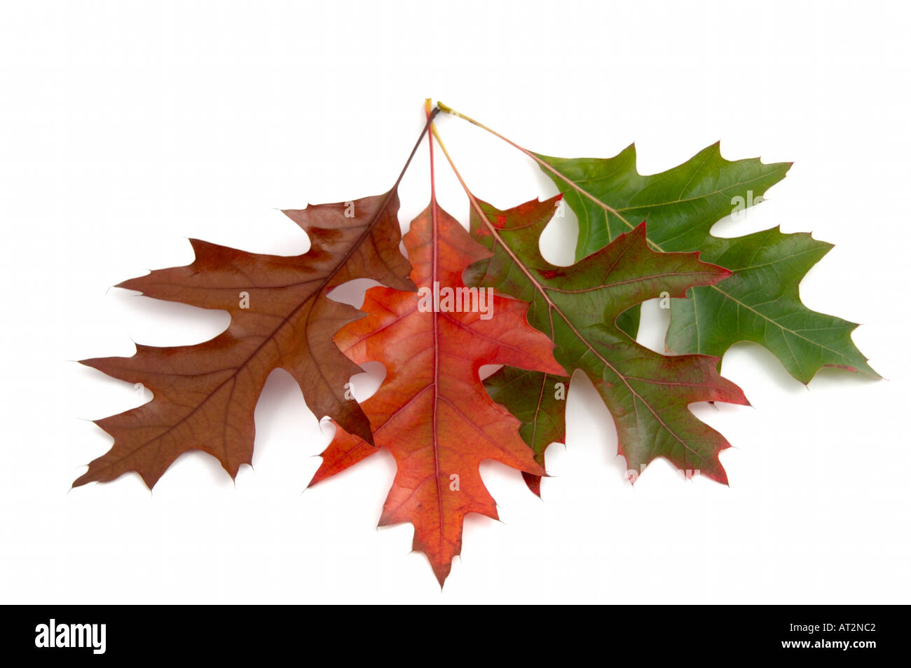 Vert Rouge feuille de chêne brun en automne montrant la modification ou la rotation des couleurs sur fond blanc Banque D'Images