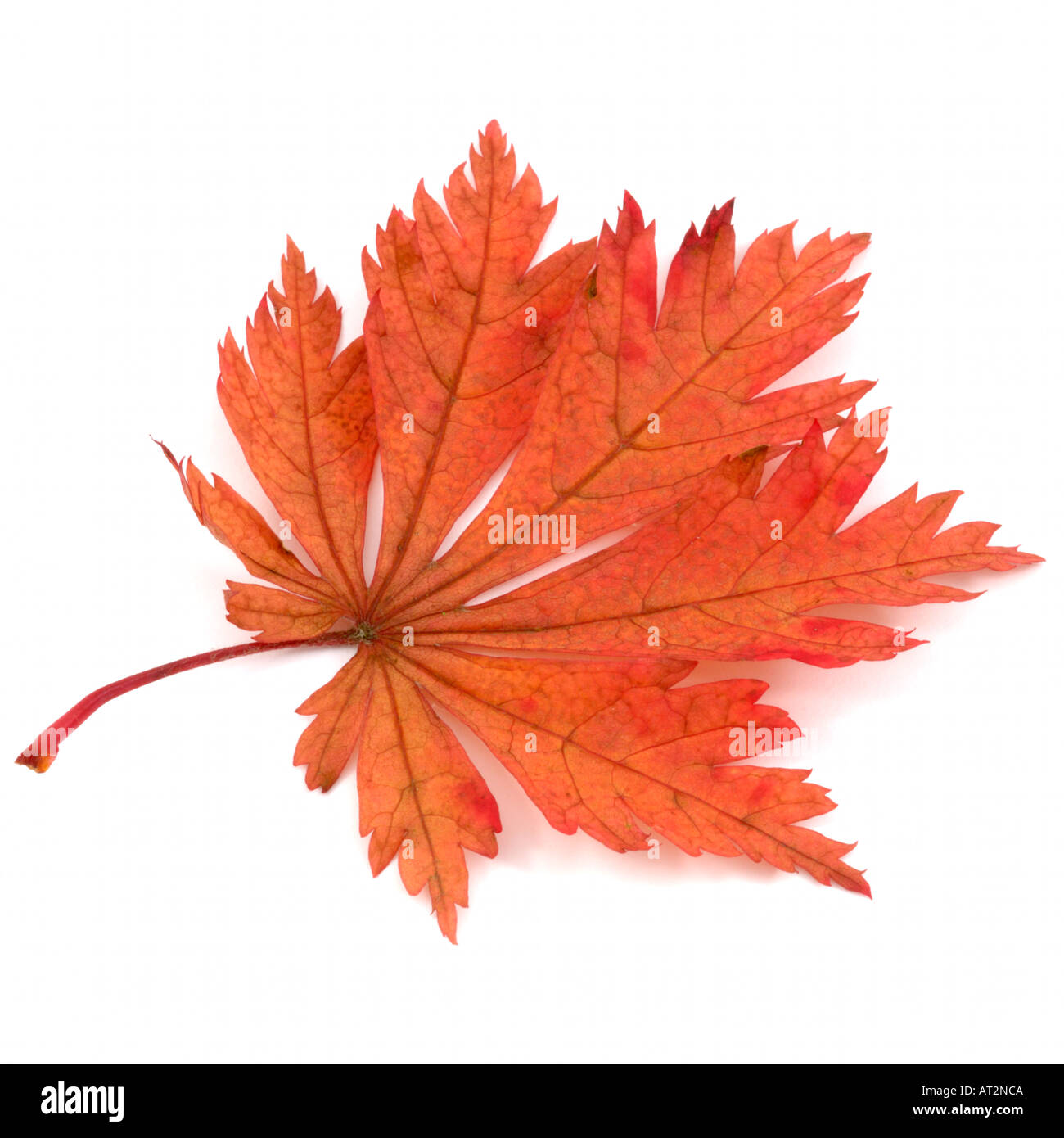 Red orange brown une feuille d'érable japonais Acer japonicum cultivar sur fond blanc Banque D'Images