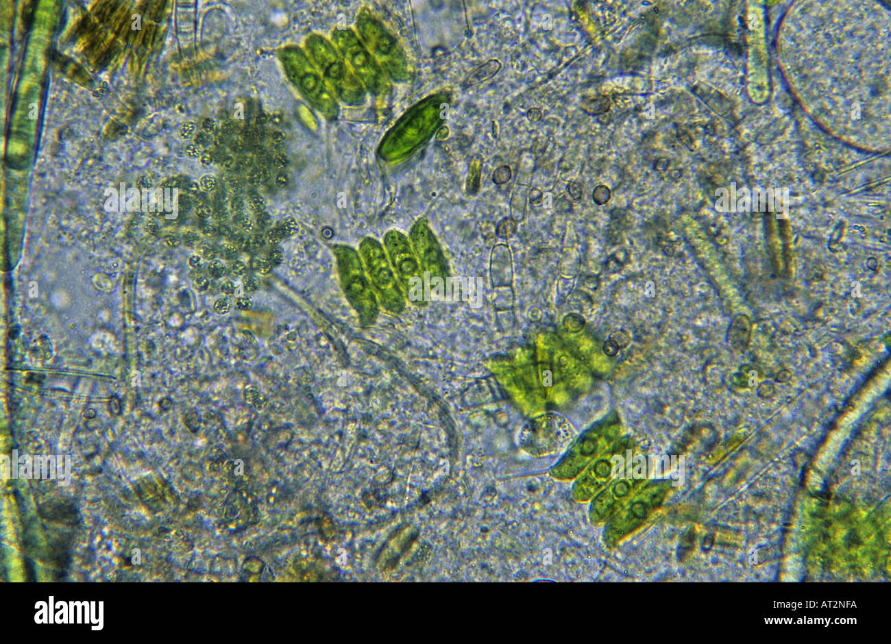 Scenedesmus Chlorophyta Algues Algues optiques micrsocopy Banque D'Images