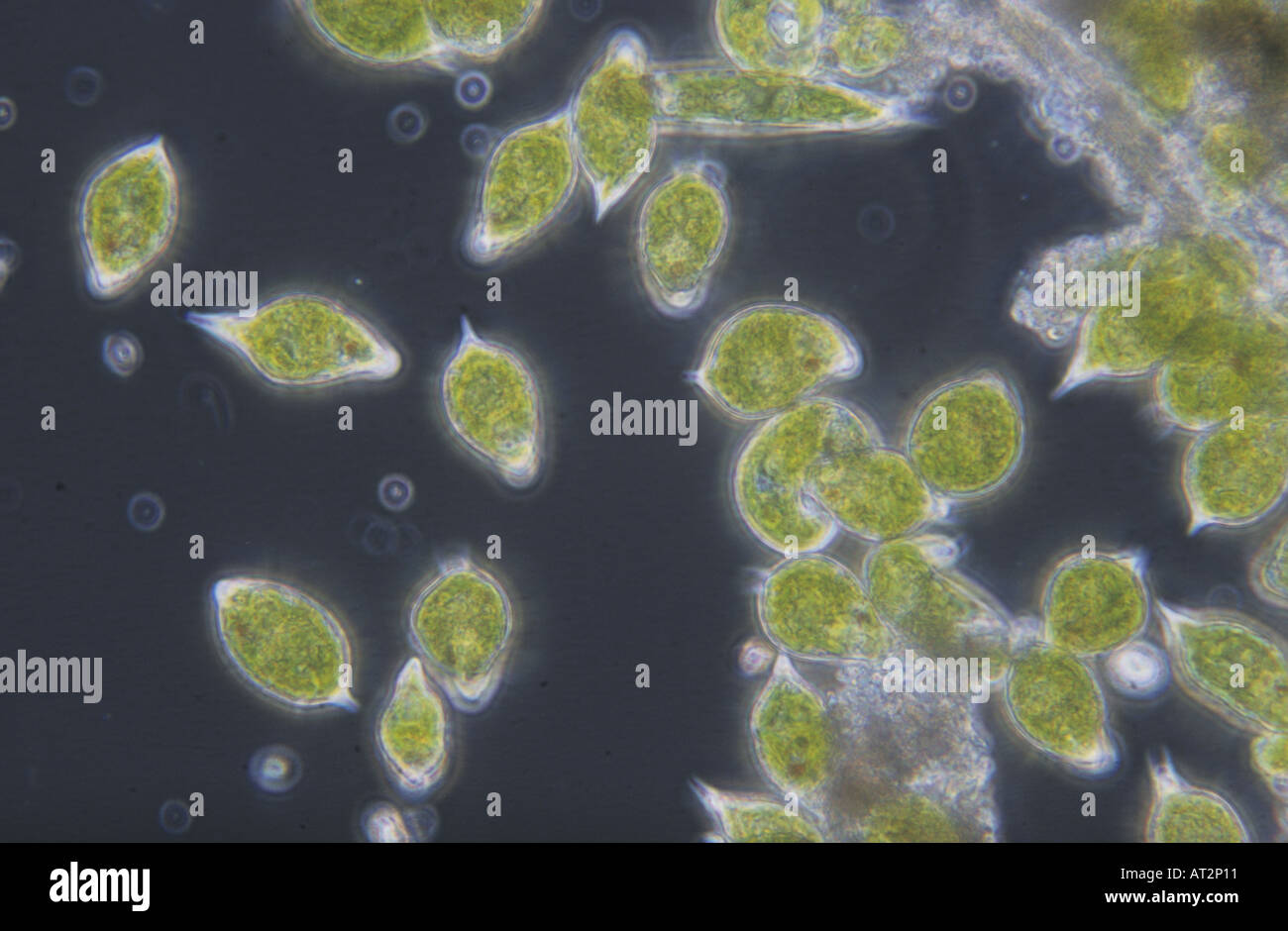 L'Euglena sp Algues Algues protozoaire flagellé Sarcomastigophora microscopie optique Banque D'Images