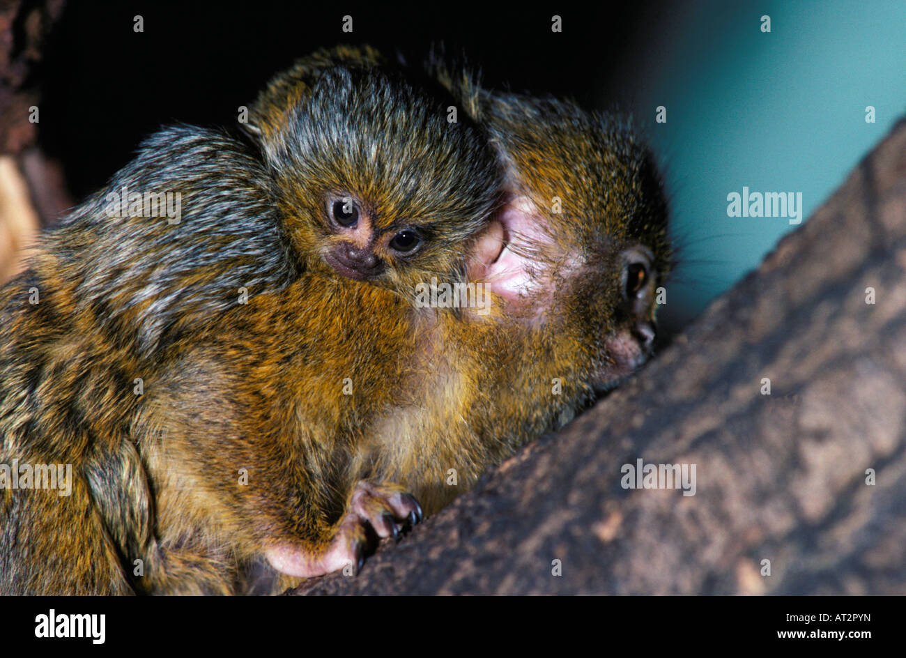 Ouistiti mignon ouistiti pygmée Cebuella pygmaea Amérique adultes animal animaux dans les yeux de jeunes femmes format horizontal juve Banque D'Images