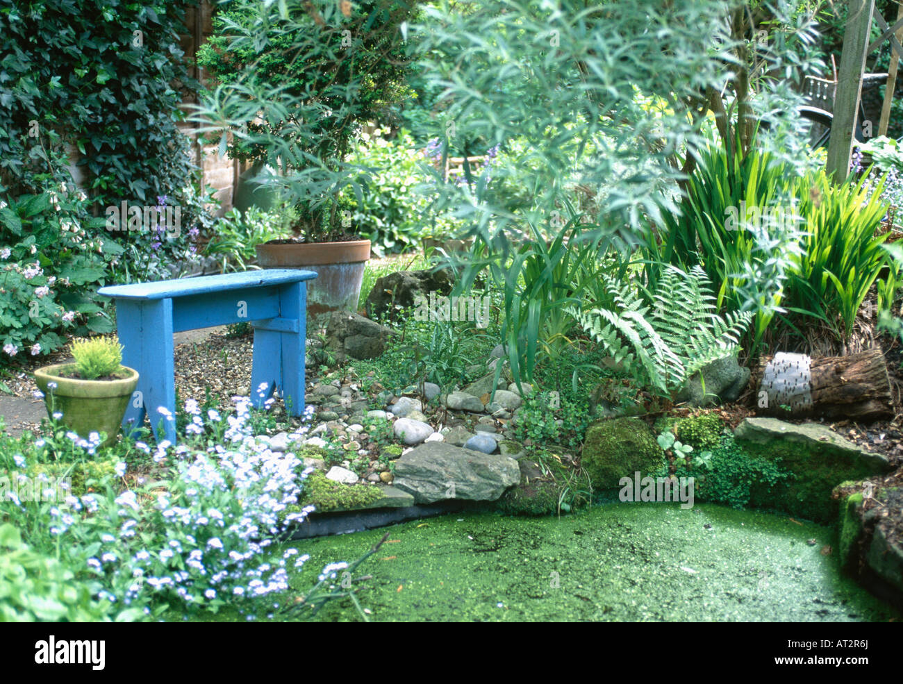 Banc bleu et de fougères et de petit arbre à côté étang couvert de potamot dans jardin de ville Banque D'Images