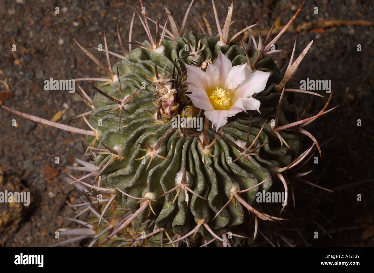 Cactus du cerveau, une plante indigène du Mexique. Echinofossulocactus multicostalus Banque D'Images