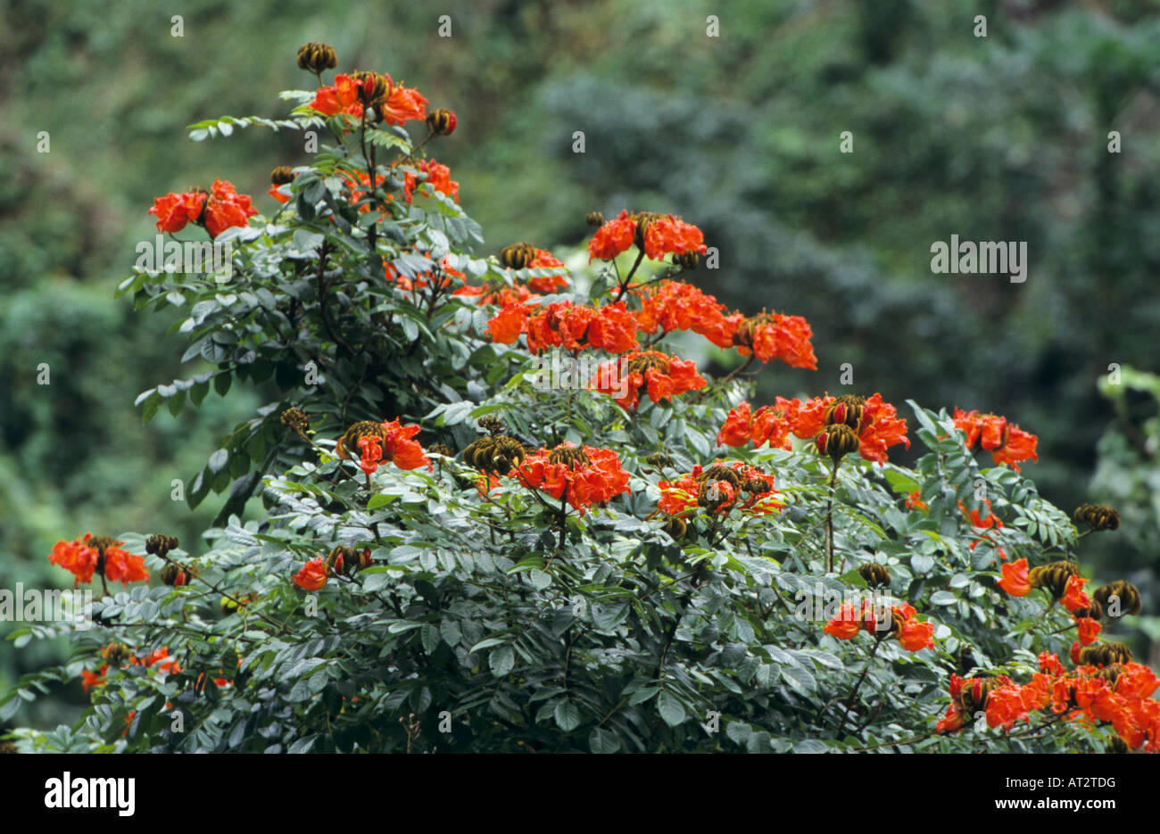 Spathodea campanulata African Tuliptree fleurs de montagnes bleues de la Jamaïque Janvier 2005 Banque D'Images