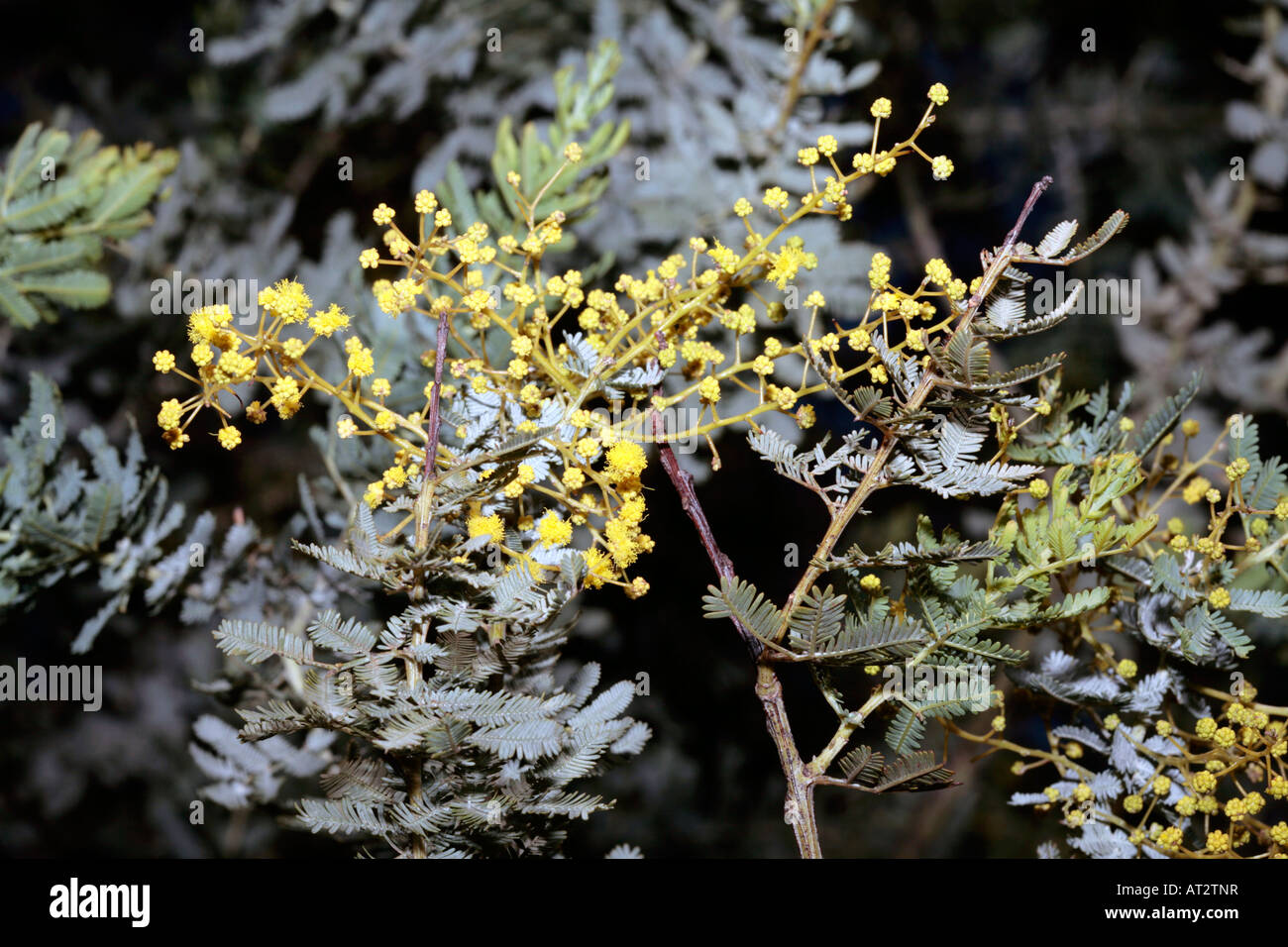 Merimbula Wattle Acacia baileyana-jeunes fleurs var. purpurea -famille des Fabaceae/Mimosaceae Banque D'Images