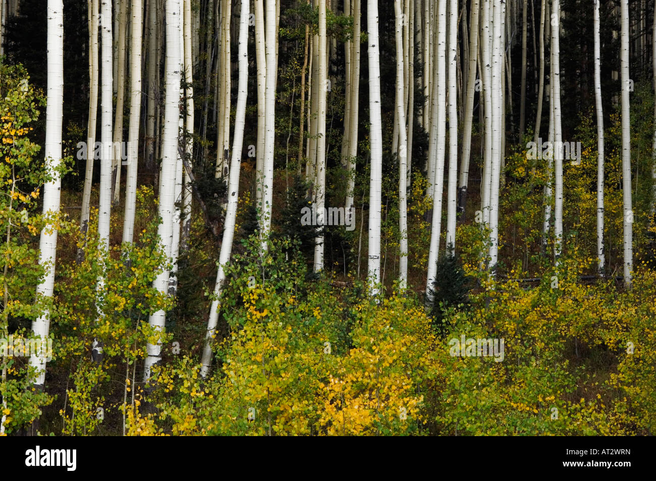 Aspen Grove avec couleurs d'automne Uncompahgre National Forest Colorado États-Unis Septembre 2007 Banque D'Images