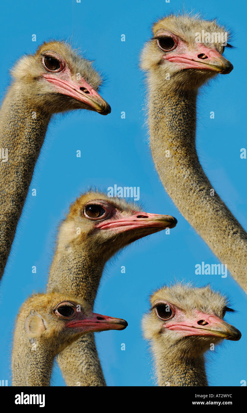 Autruches SUR CIEL BLEU Banque D'Images