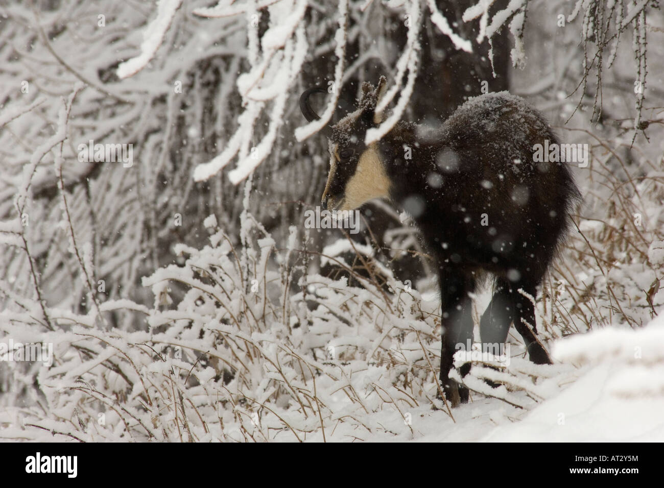 Mammifères Chamois Rupicapra rupicapra mammiferi montagne neige neve nevicata montagna paesaggio inverno Valnoney Cogne Banque D'Images