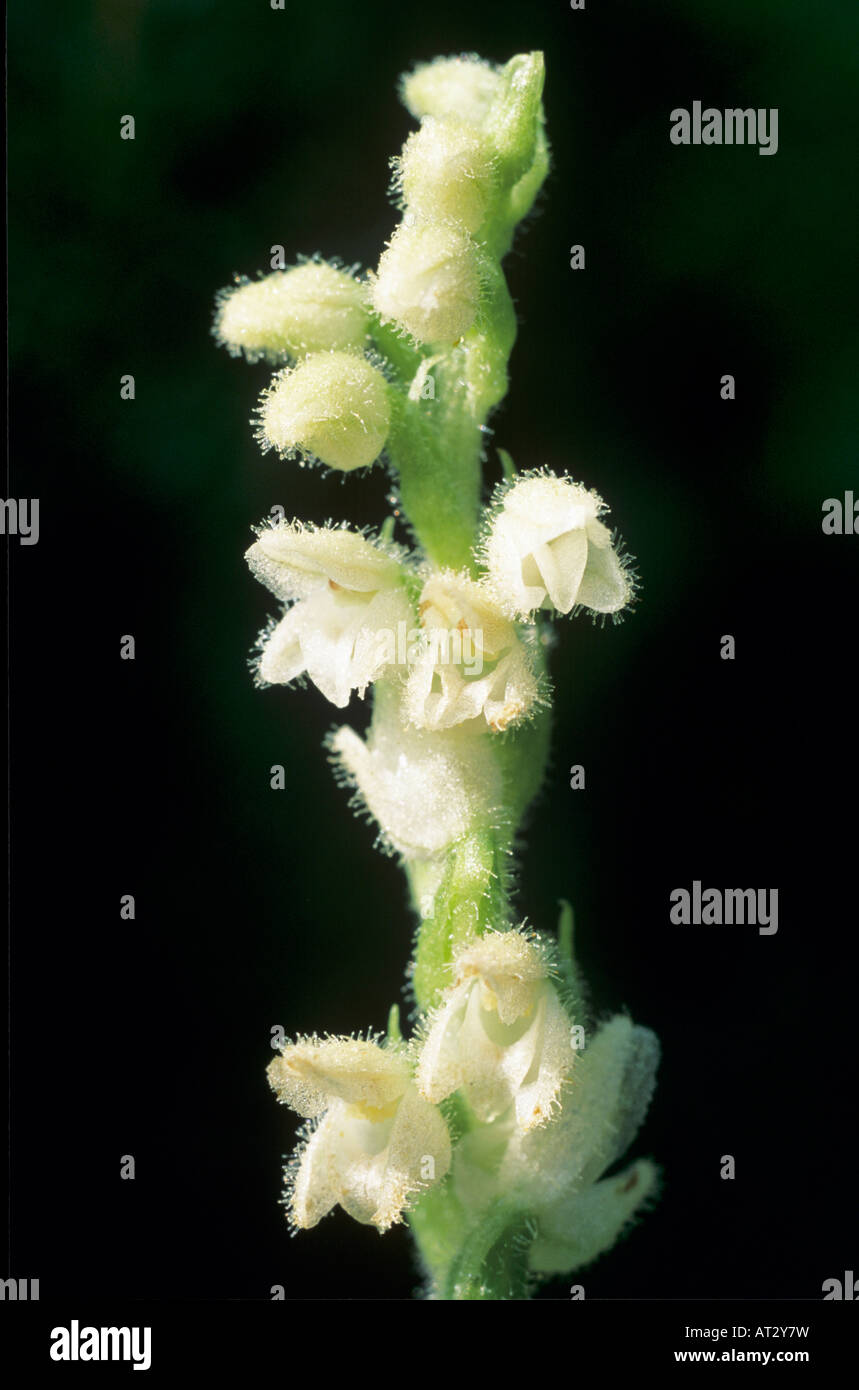 Plantain Goodyera repens crotale nain blossom Goldau Suisse Juin 1995 Banque D'Images