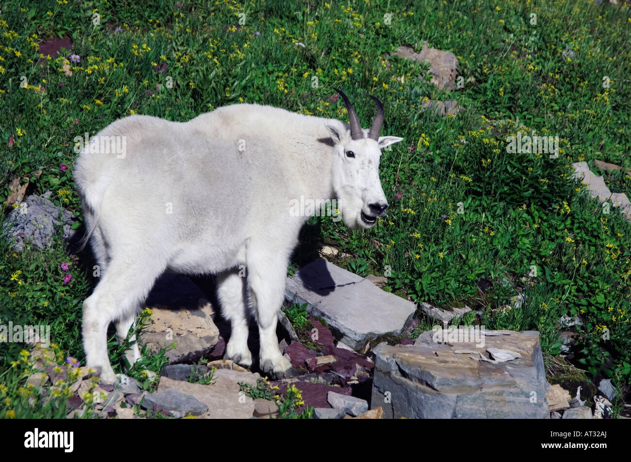 La Chèvre de montagne Oreamnos americanus adulte avec pelage d'été dans le champ de fleurs sauvages dans le parc national des Glaciers du Montana USA Juillet 2007 Banque D'Images