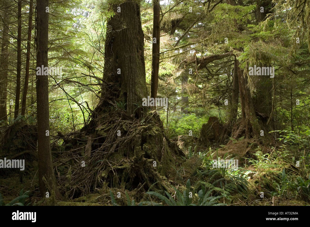 Vieux arbres et forêt Sentier de la plage sud de la réserve de parc national Pacific Rim de l'île de Vancouver, Canada Banque D'Images