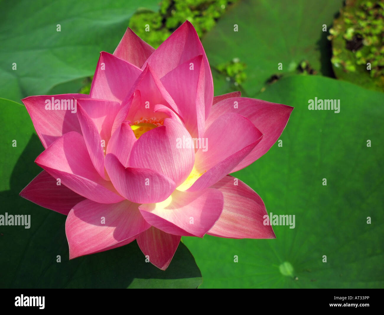 Tisane Biologique De Pollen De Nénuphar égyptien (Blue Lotus) - 100% Naturel, Origine Sri Lanka