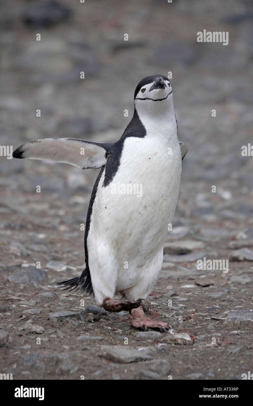 Dans l'Antarctique manchot à jugulaire Banque D'Images