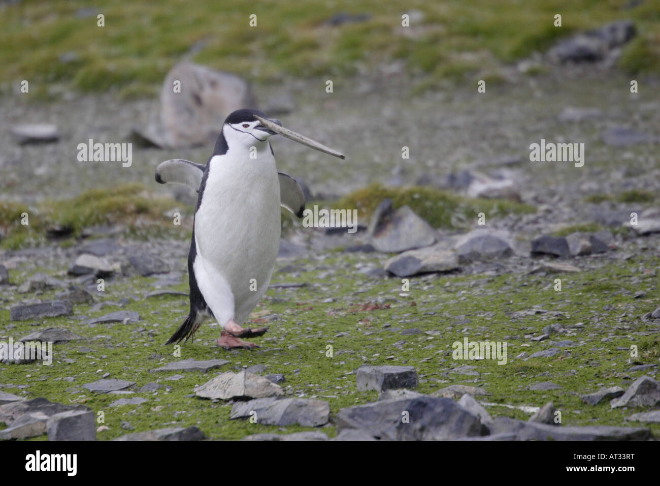 Dans l'Antarctique manchot à jugulaire Banque D'Images