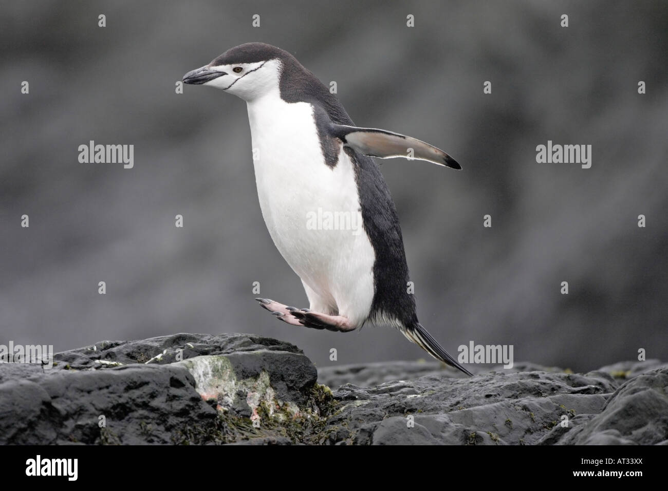 Dans l'Antarctique manchot à jugulaire Banque D'Images