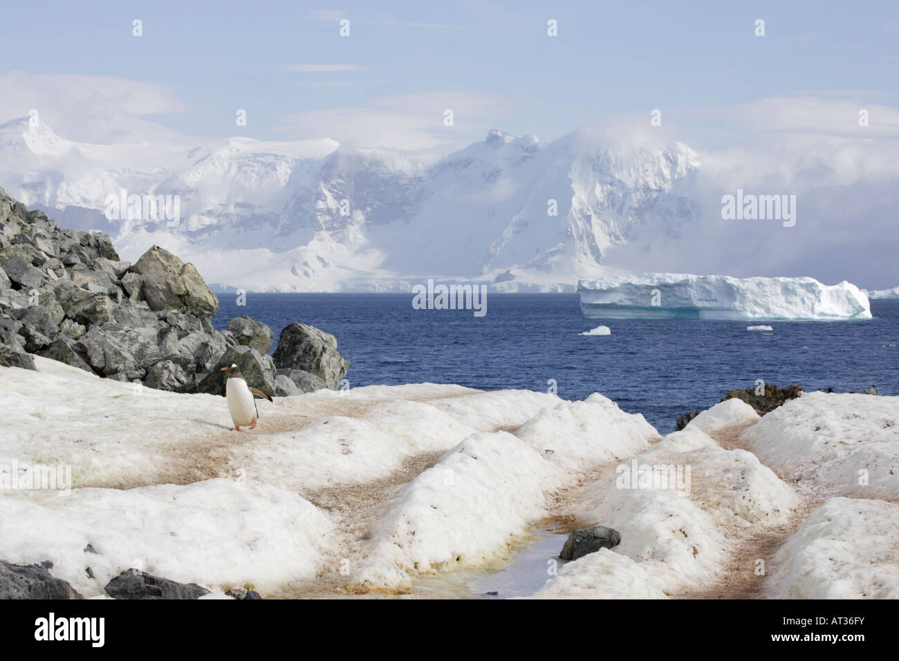 Gentoo pingouin en Antarctique Banque D'Images