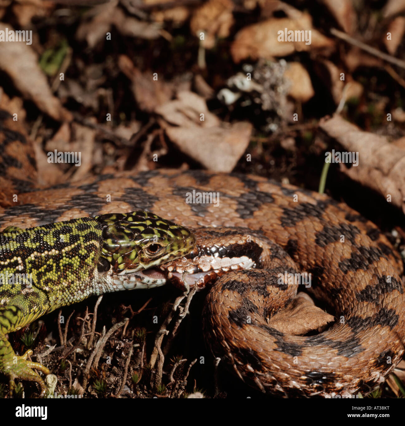 Combattre entre un reptile vipere contre Lezard vert ( Lacerta viridis) bagarre entre un reptile viper contre Loi lézard vert Banque D'Images