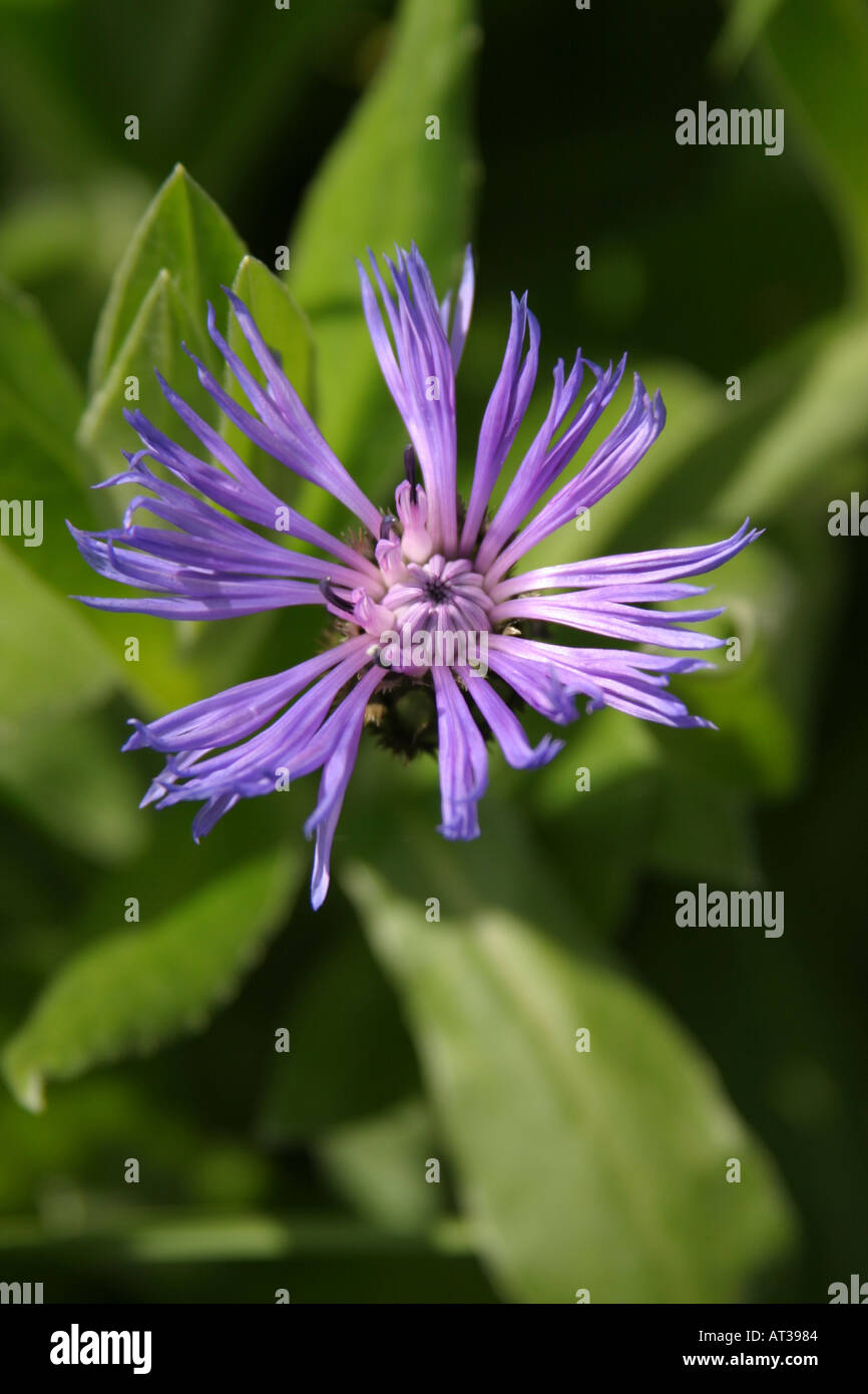 Centaurea bleuet éternelle Banque D'Images