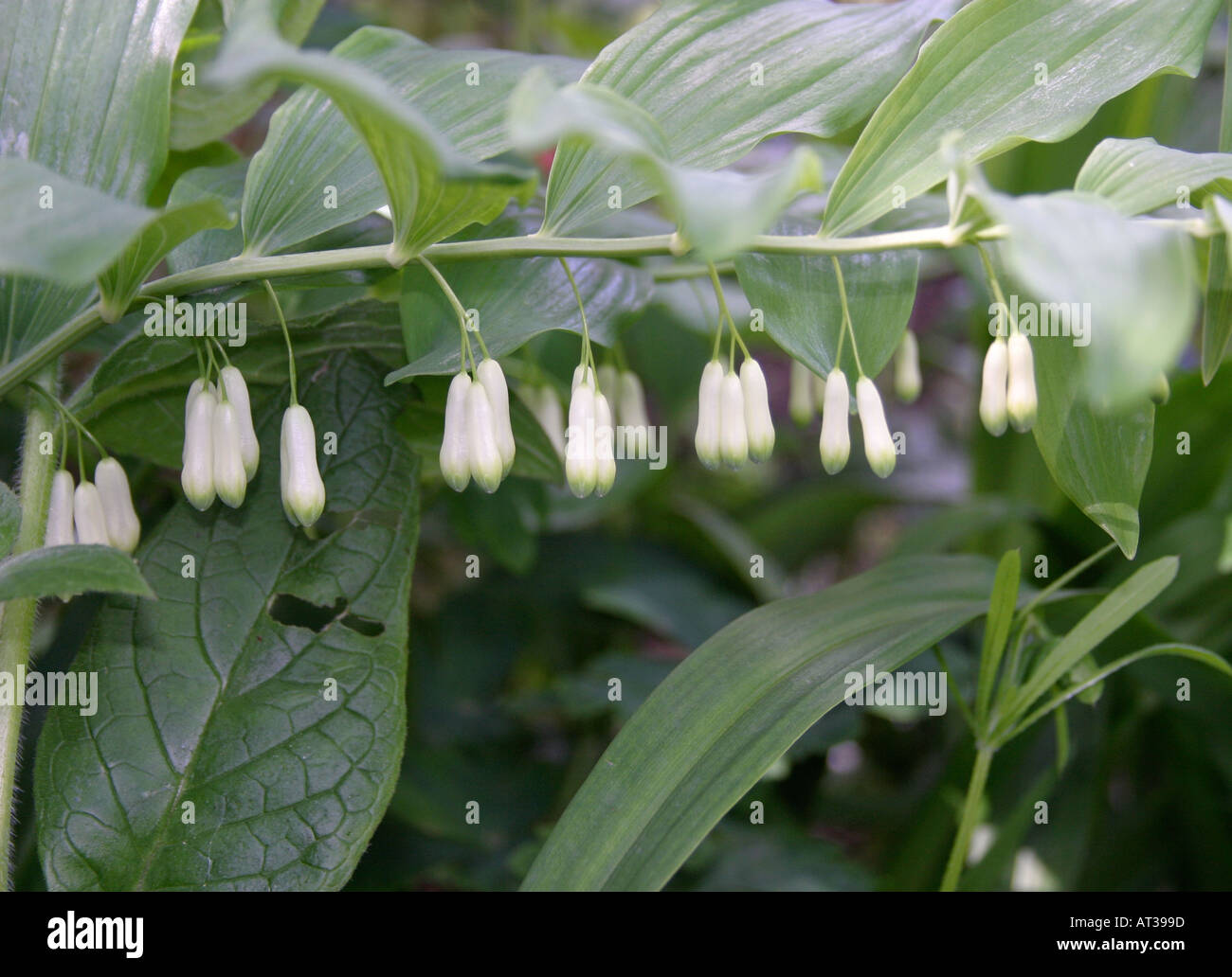 Aisselles des feuilles Banque de photographies et d’images à haute ...