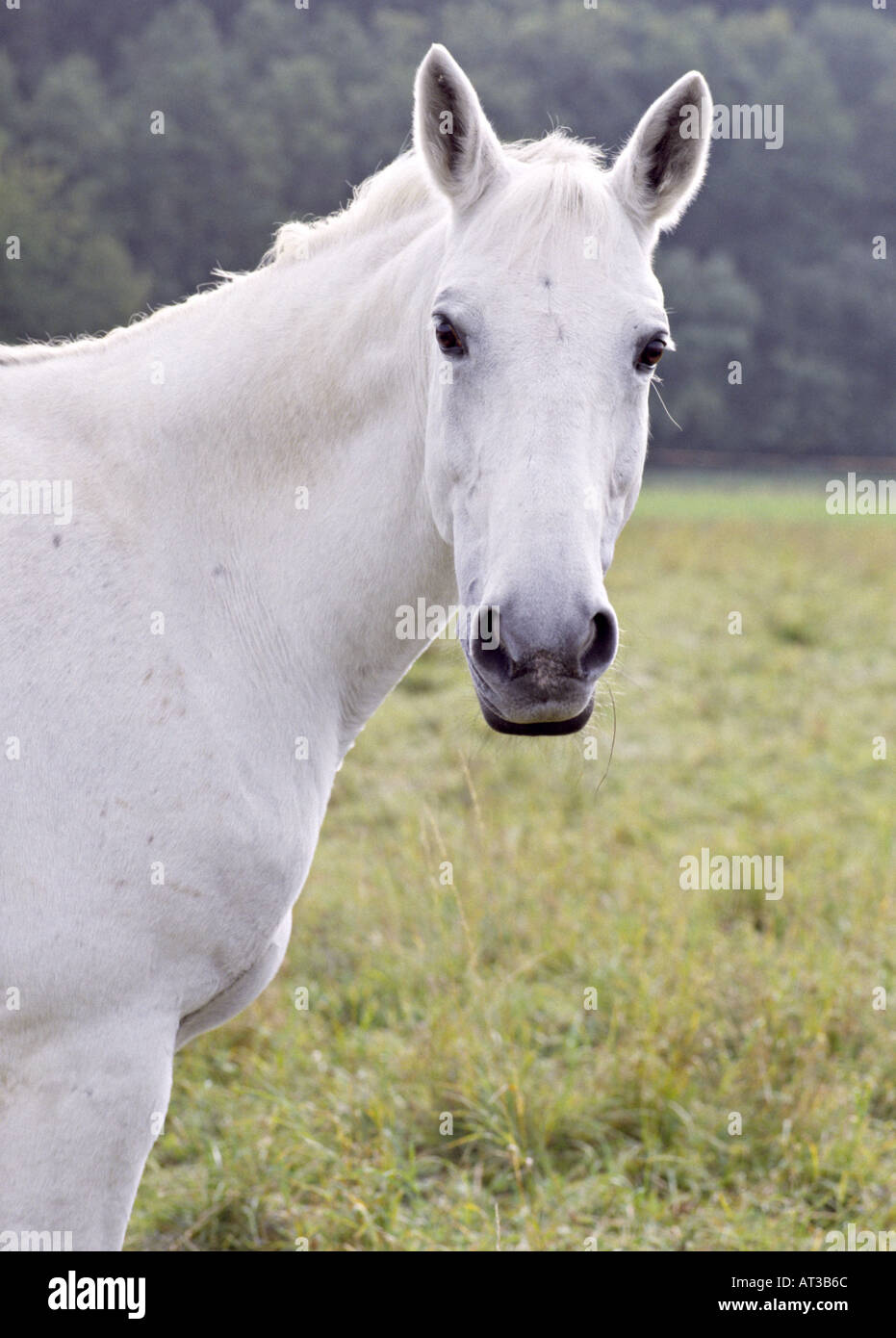 Chef d'un cheval blanc Banque D'Images