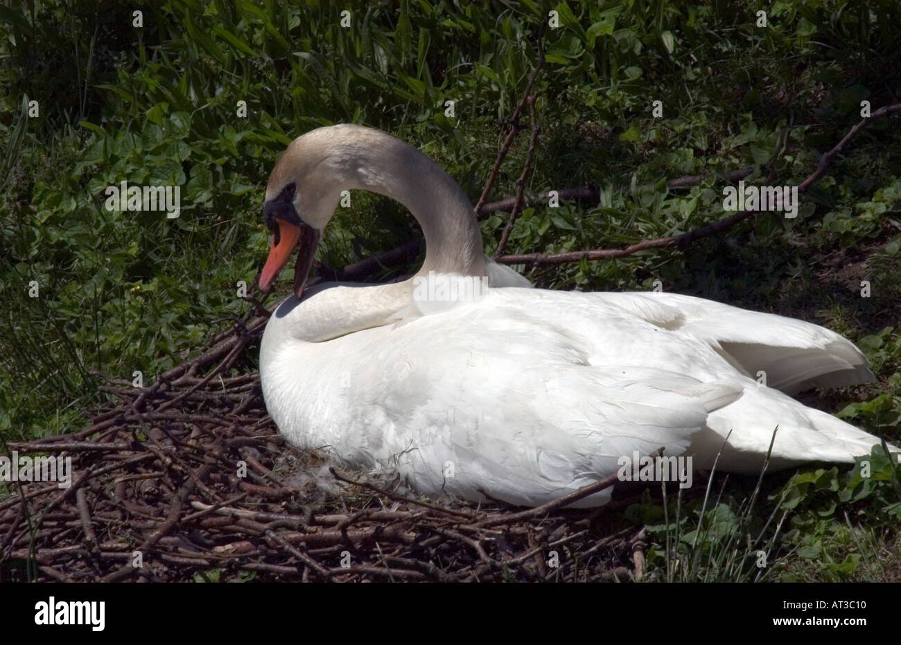 White Swan femelle assis sur son nid de brindilles et de bois Banque D'Images