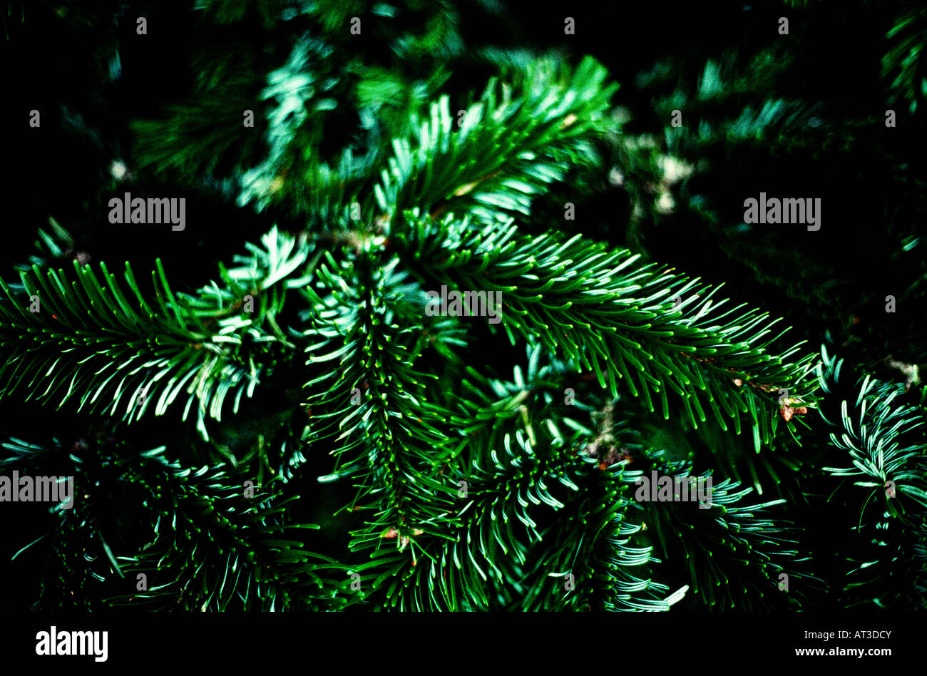 Un arbre de Noël, close-up Banque D'Images
