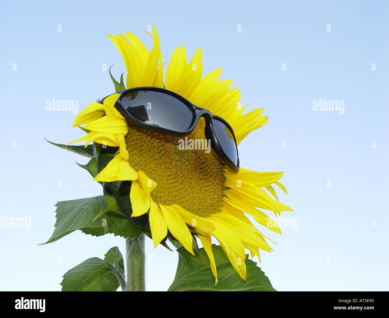 Le tournesol avec des lunettes de soleil comme symbole pour la protection contre le rayonnement solaire UV facteur de protection solaire etc Banque D'Images